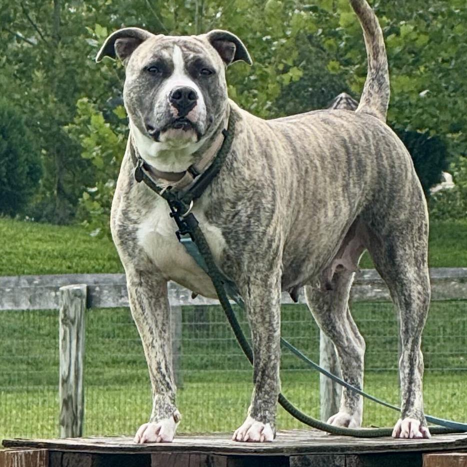 Tika, a Adoptable Mixed Breed in Marshall, VA image 4/6