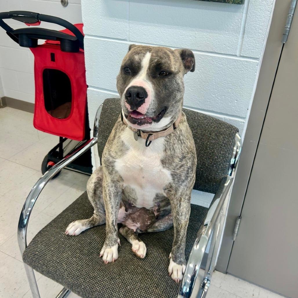 Tika, a Adoptable Mixed Breed in Marshall, VA image 5/6