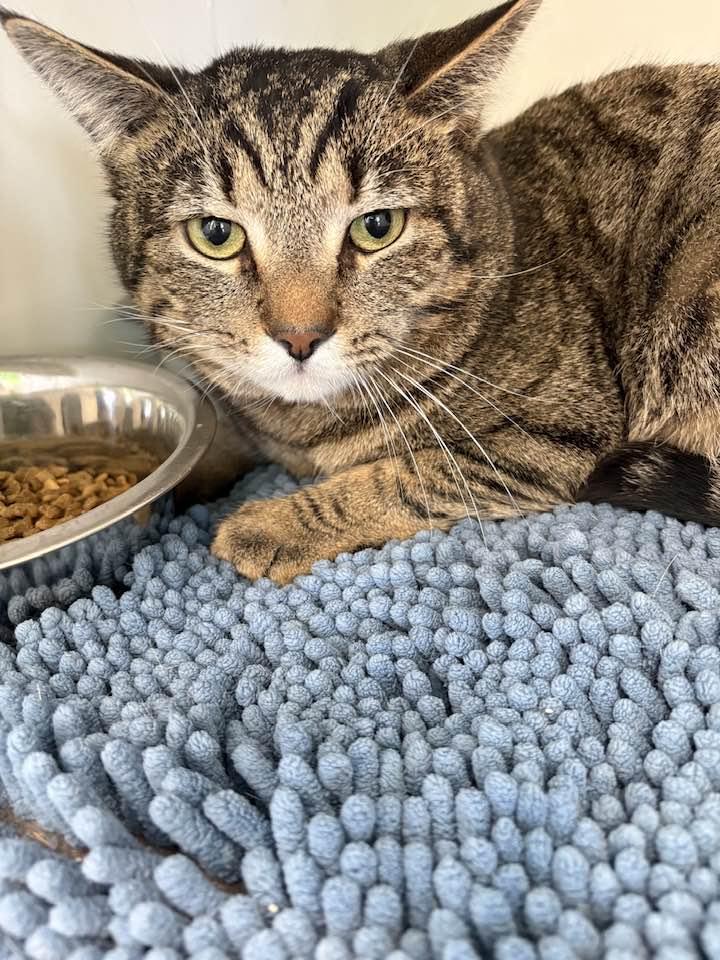 Louis, ADOPTABLE, Adult Male Domestic Short Hair.