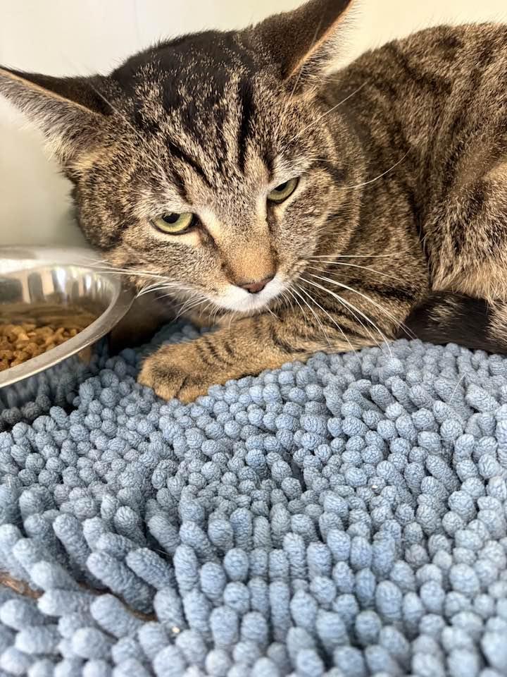 Louis, a ADOPTABLE Domestic Short Hair in Cleveland, OH image 2/6