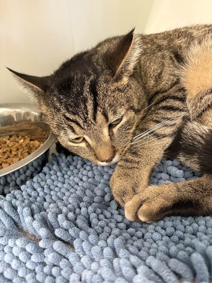 Louis, a ADOPTABLE Domestic Short Hair in Cleveland, OH image 4/6