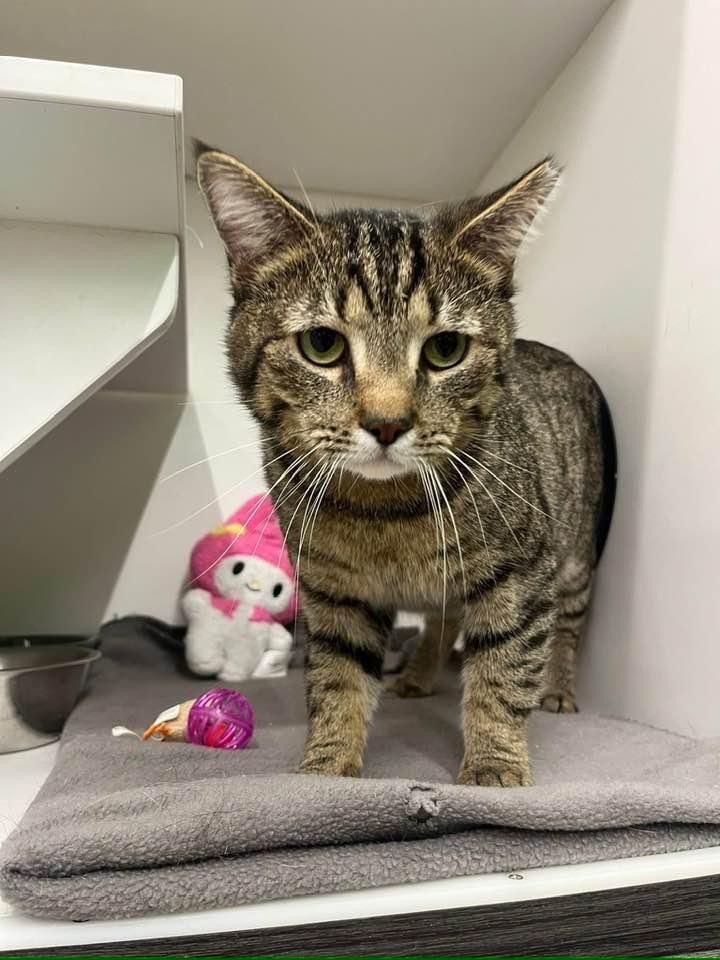 Louis, a ADOPTABLE Domestic Short Hair in Cleveland, OH image 6/6