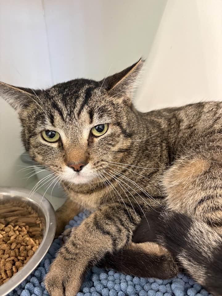 Louis, a ADOPTABLE Domestic Short Hair in Cleveland, OH image 3/6