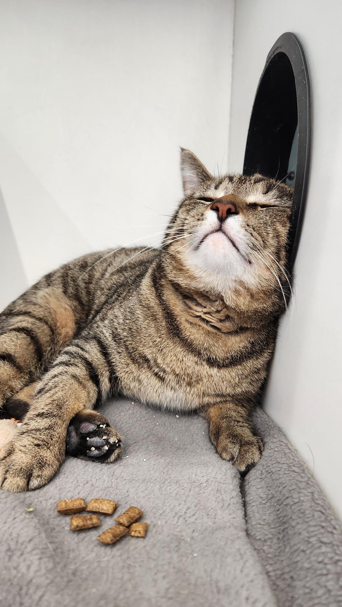Louis, a ADOPTABLE Domestic Short Hair in Cleveland, OH image 5/6