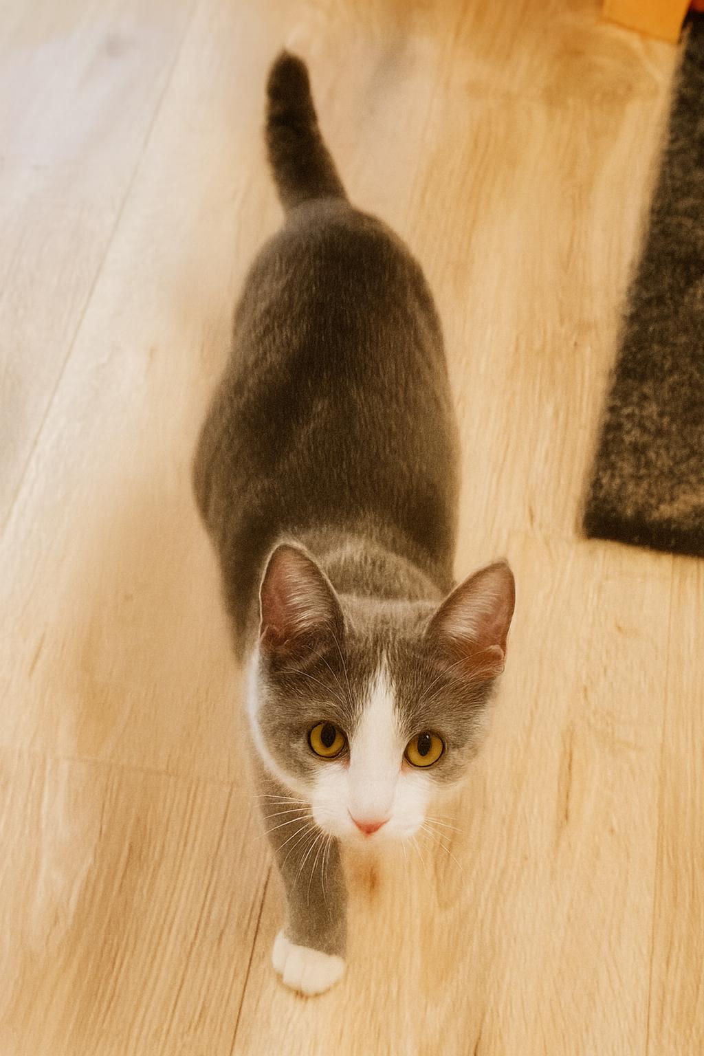 Enlarge Maisey, a Adoptable Domestic Short Hair in Toledo, OH image 1/1