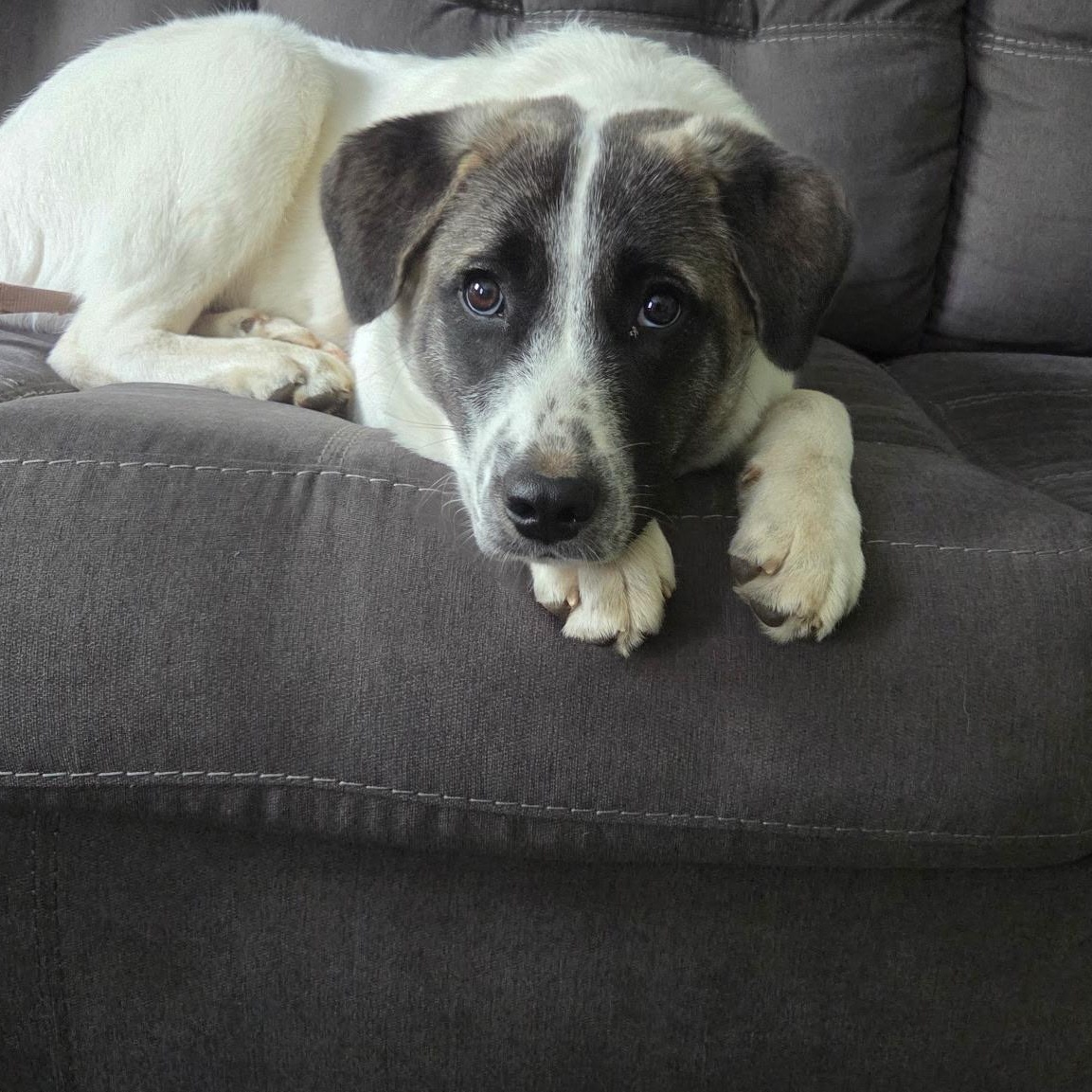 Lexi - in New England, ADOPTABLE, Young Female Anatolian Shepherd.