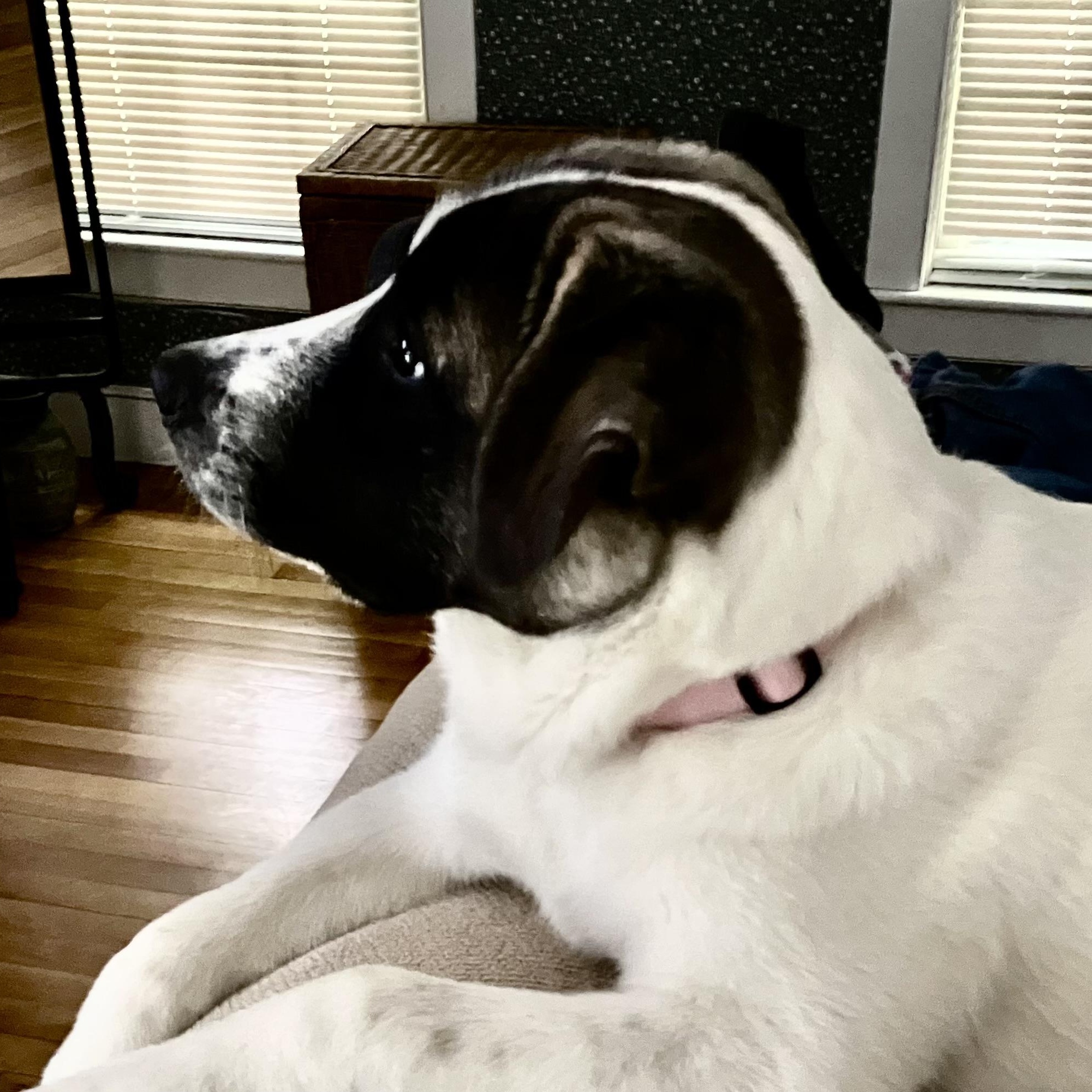 Enlarge Lexi - in New England, a ADOPTABLE mixed breed in Mashpee, MA image 3/6