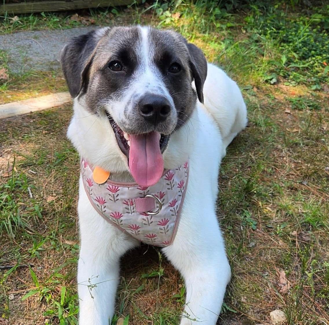 Lexi - SPONSORED - in New England, ADOPTABLE, Young Female Mixed Breed & Anatolian Shepherd.