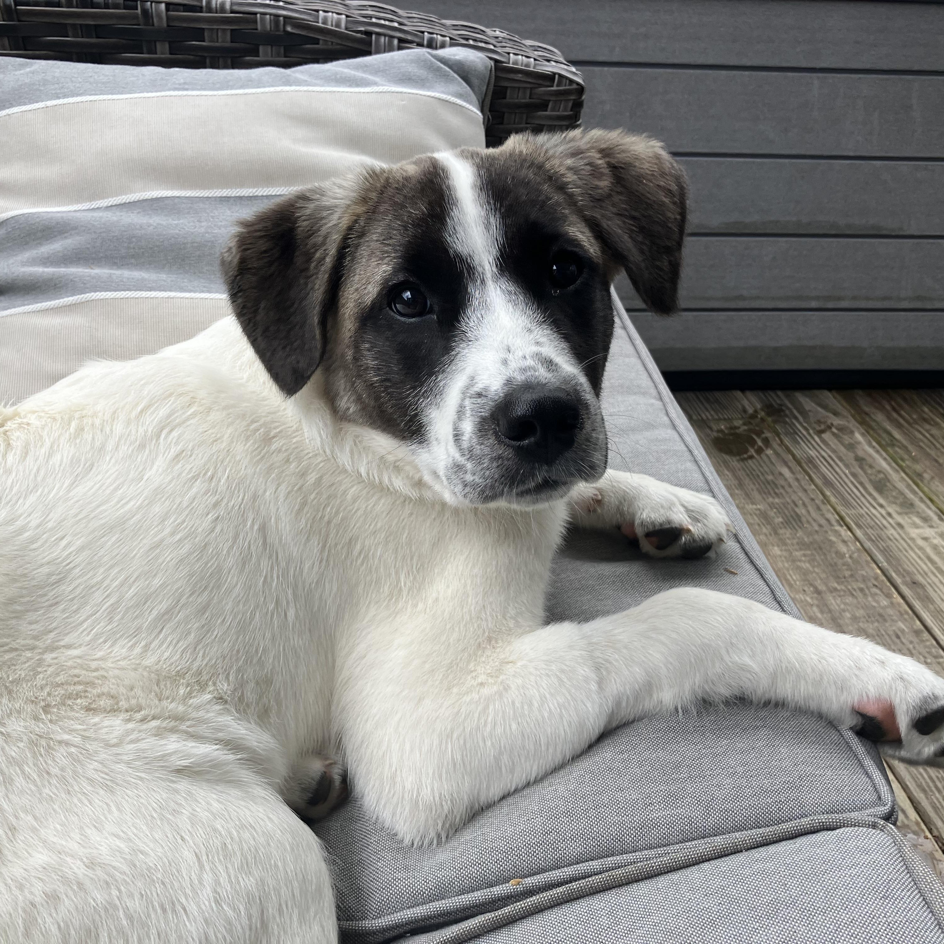 Enlarge Lexi - in New England, a ADOPTABLE mixed breed in Mashpee, MA image 5/6