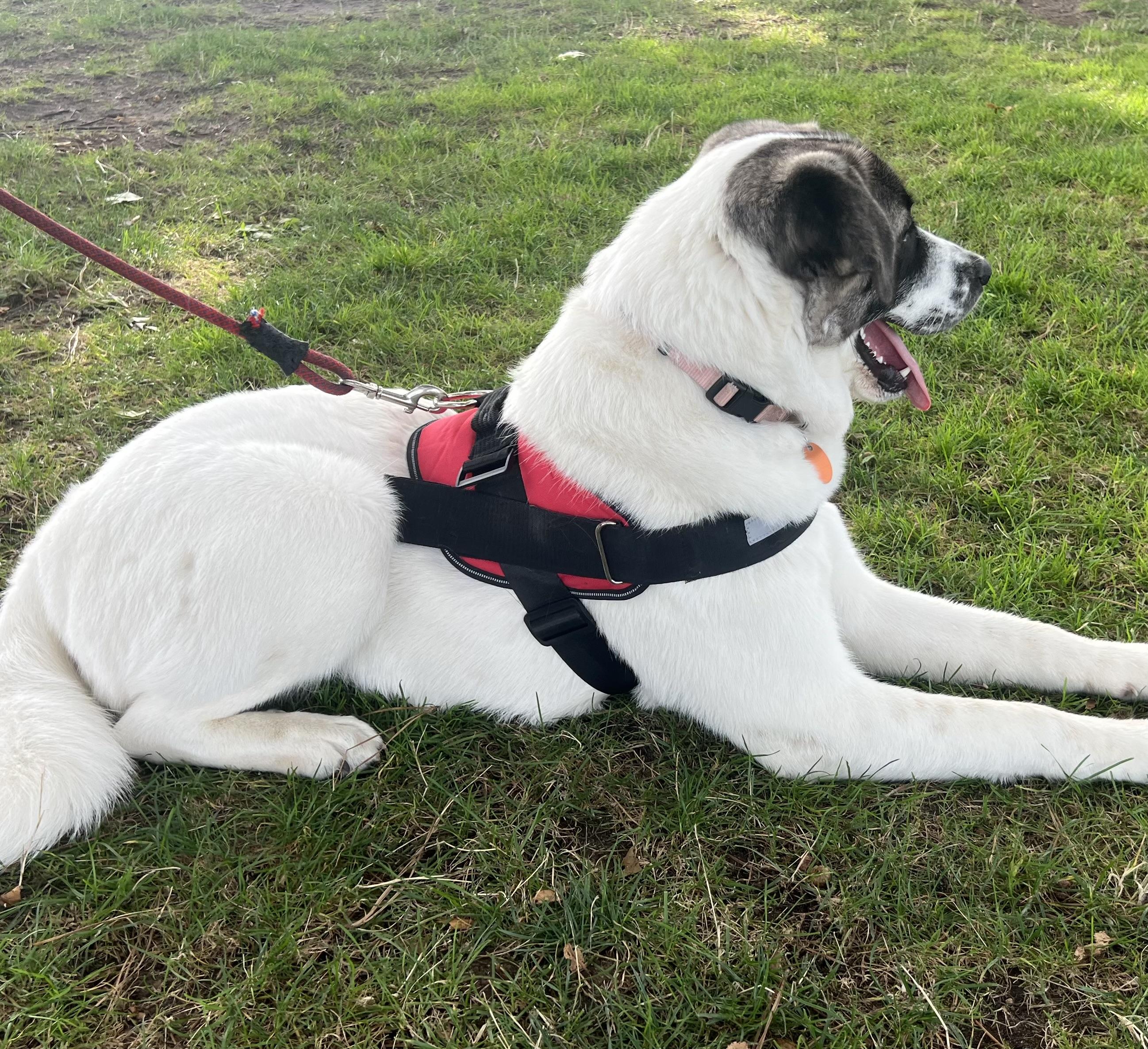 Lexi - SPONSORED - in New England, a ADOPTABLE mixed breed in Newburyport, MA image 5/6