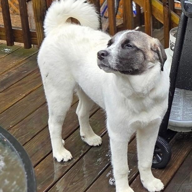Enlarge Lexi - in New England, a ADOPTABLE mixed breed in Mashpee, MA image 2/6