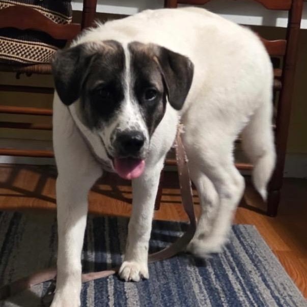 Enlarge Lexi - in New England, a ADOPTABLE mixed breed in Mashpee, MA image 4/6
