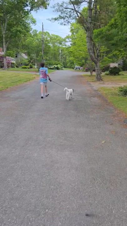 Enlarge Lexi - in New England, a ADOPTABLE mixed breed in Mashpee, MA video 6/6