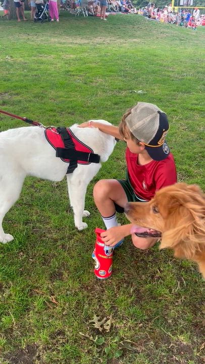 Enlarge Lexi - SPONSORED - in New England, a ADOPTABLE mixed breed in Newburyport, MA video 6/6