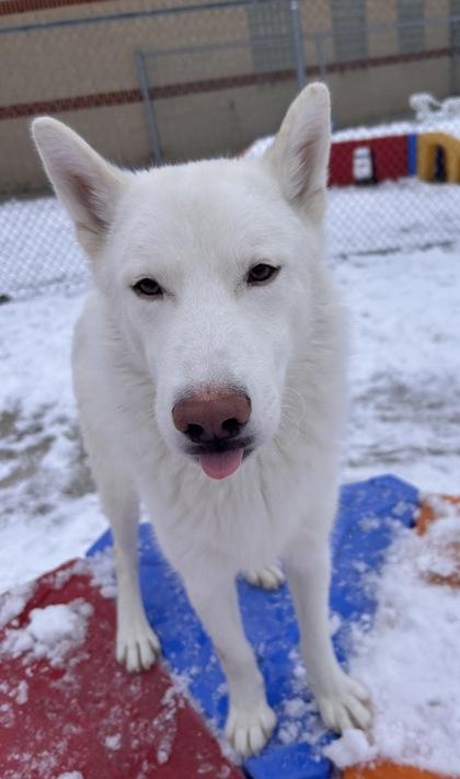 Lunchables, Adoptable, Young Male Siberian Husky & Mixed Breed.