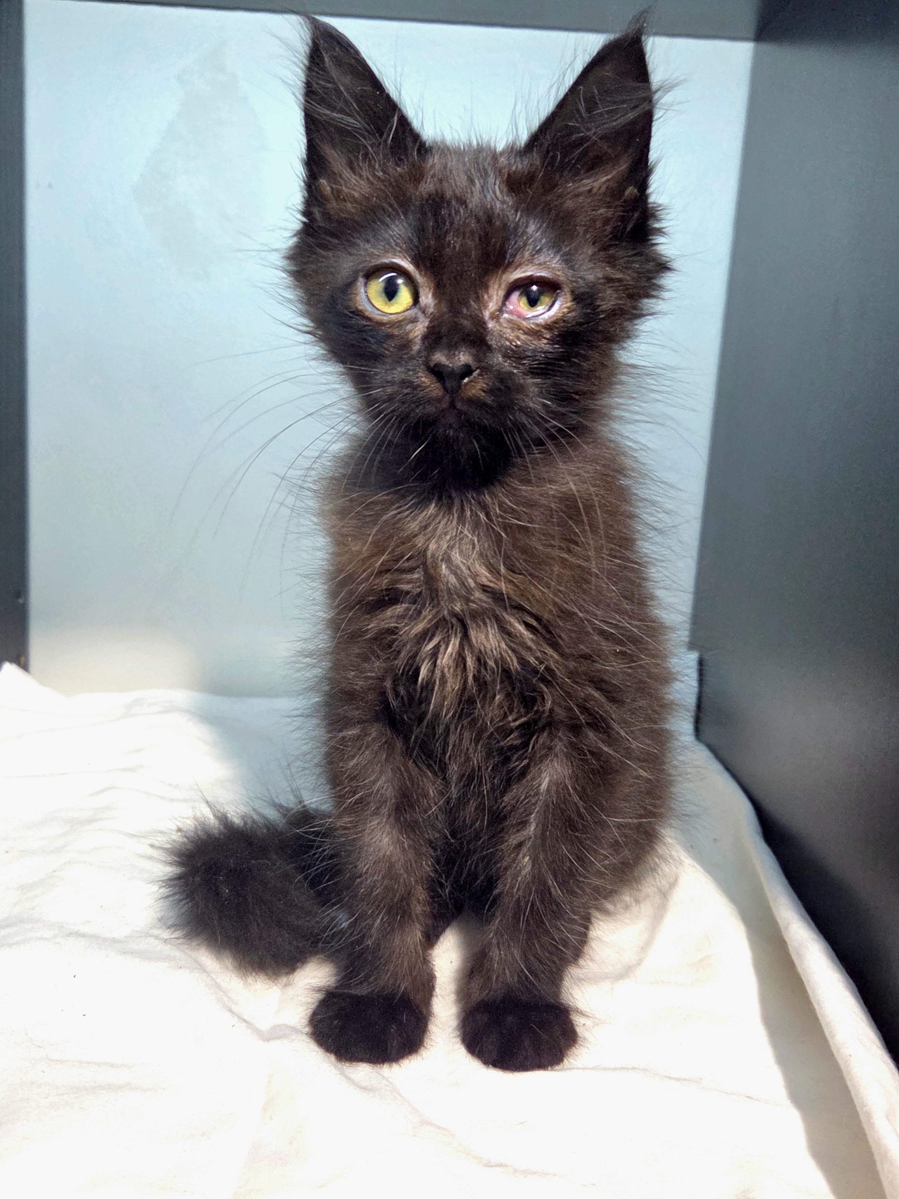 Pre-Adoption: Crab, Adoptable, Kitten Male Domestic Medium Hair.