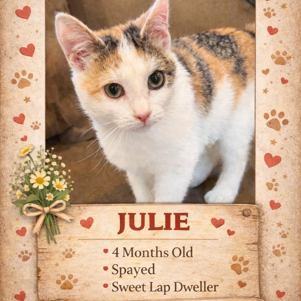 1488 Julie, Adoptable, Kitten Female Domestic Short Hair.