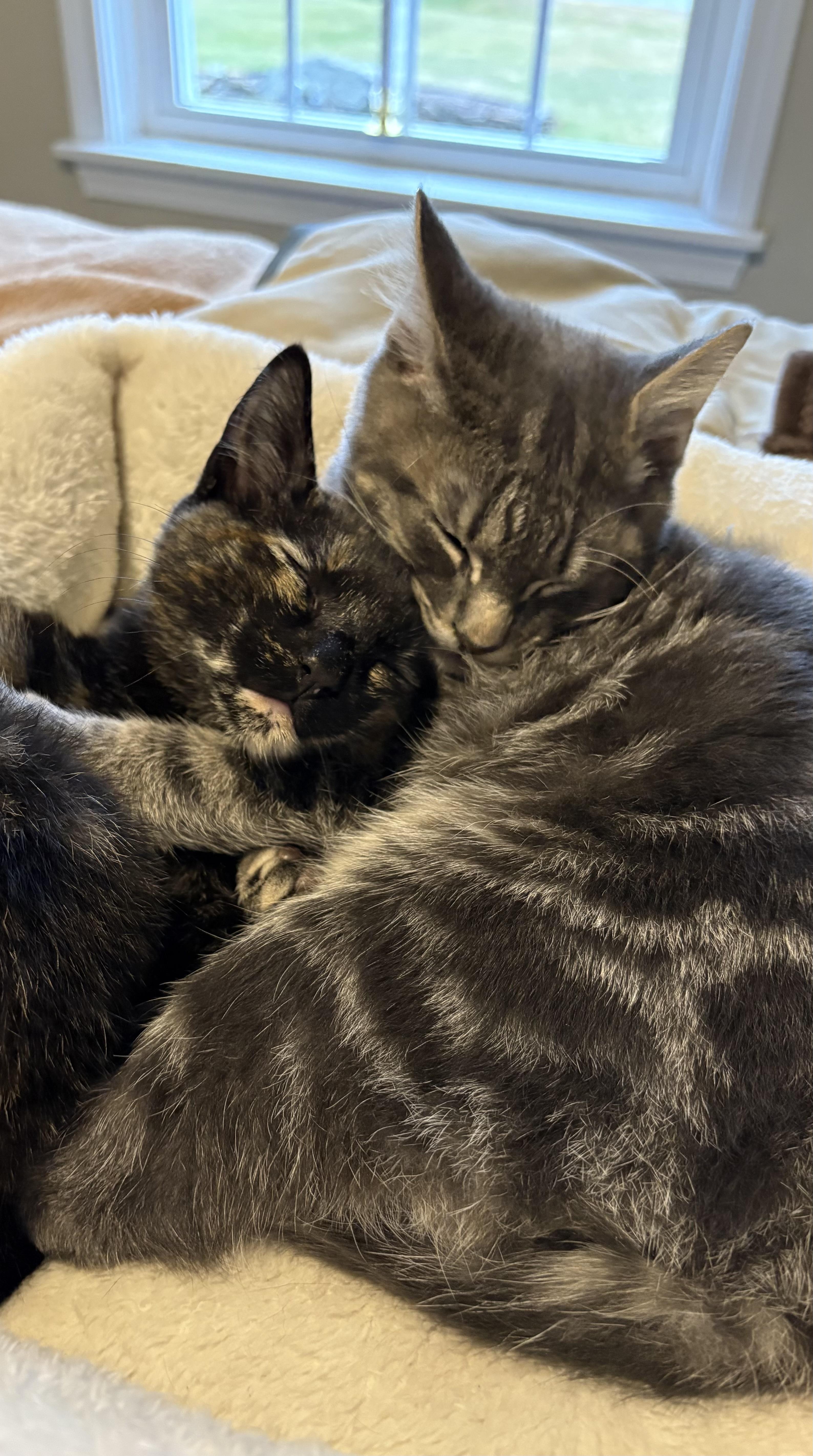 Jasper, ADOPTABLE, Kitten Male Domestic Short Hair.