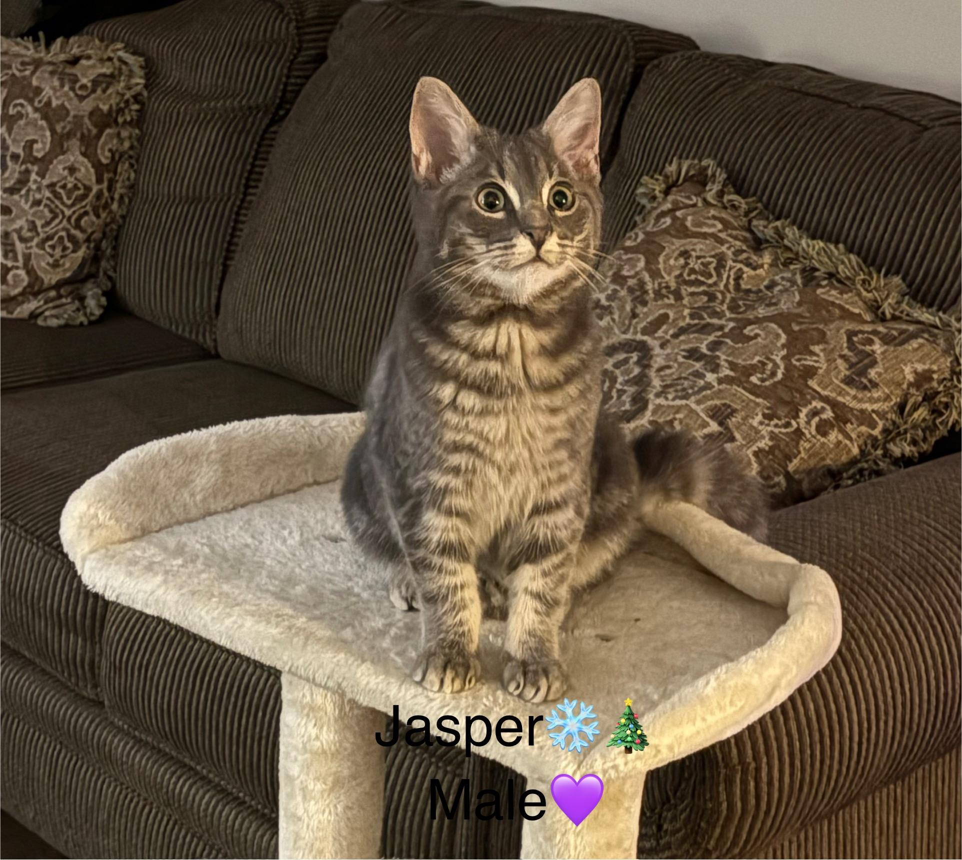 Jasper, a ADOPTABLE mixed breed in Calais, ME image 2/2