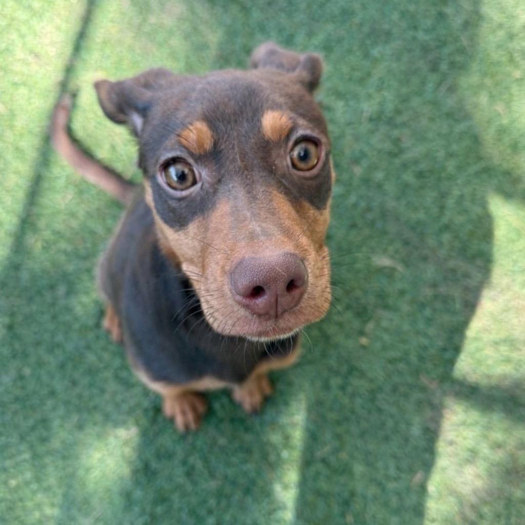 Gamora, Adoptable, Young Female Shepherd.