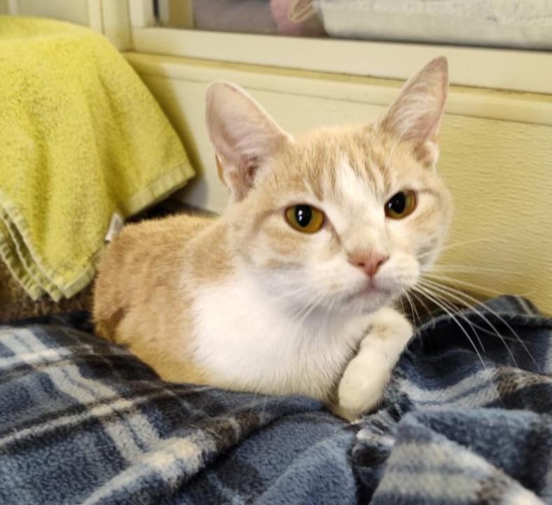 Honey, Adoptable, Adult Female Domestic Short Hair.