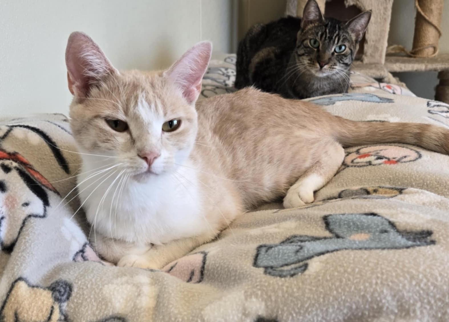 Honey, an adoptable Domestic Short Hair in Larned, KS, 67550 | Photo Image 4