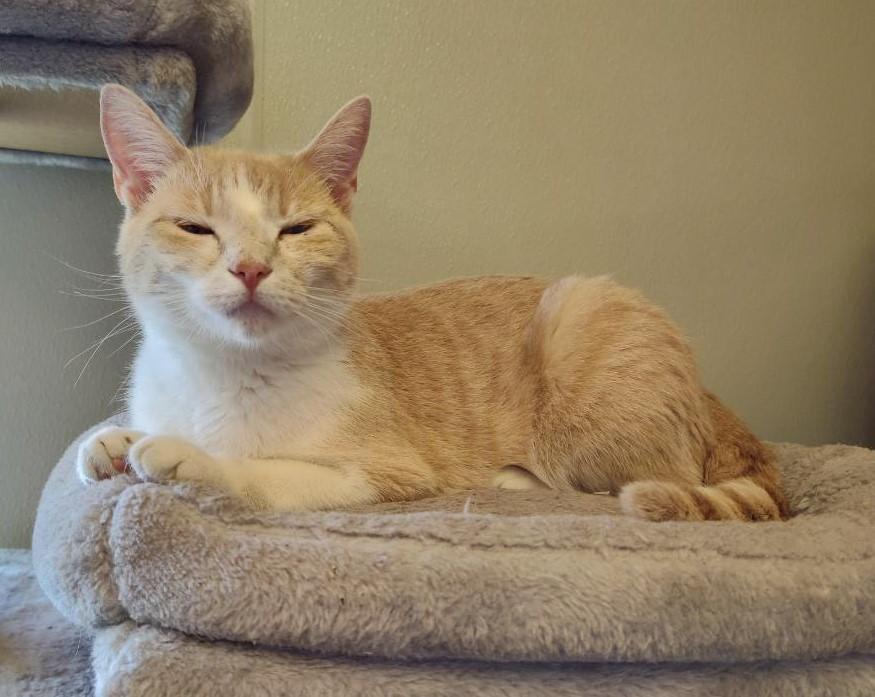 Honey, an adoptable Domestic Short Hair in Larned, KS, 67550 | Photo Image 2