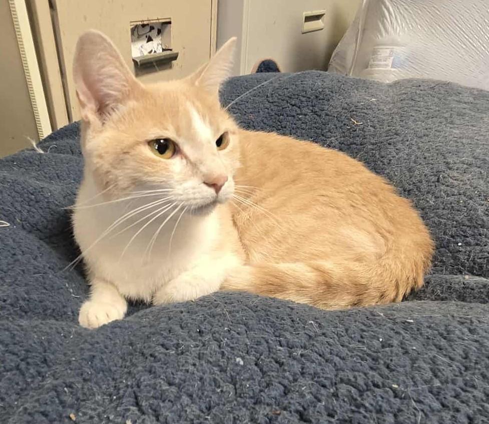 Honey, an adoptable Domestic Short Hair in Larned, KS, 67550 | Photo Image 6