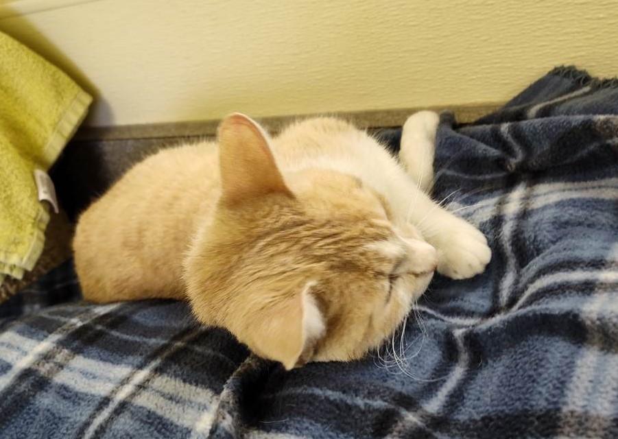 Honey, an adoptable Domestic Short Hair in Larned, KS, 67550 | Photo Image 3