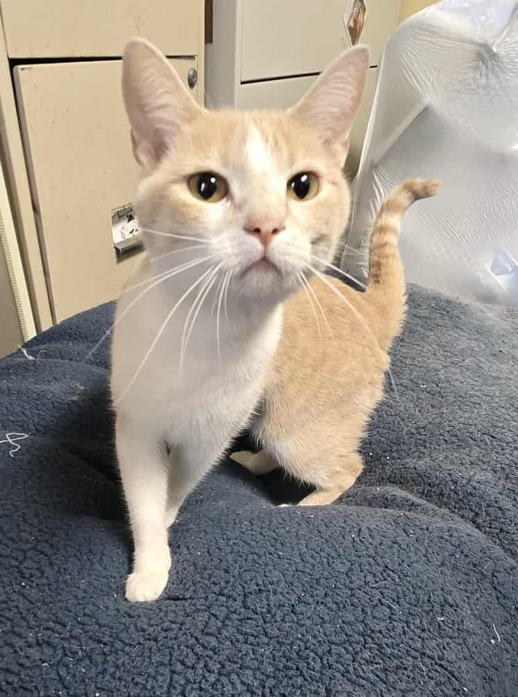 Honey, an adoptable Domestic Short Hair in Larned, KS, 67550 | Photo Image 5