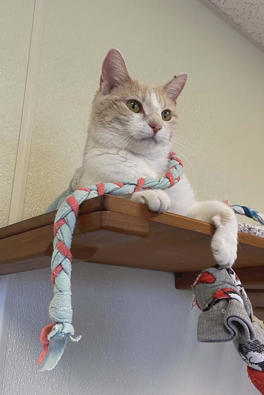 Enlarge Honey, a Adoptable mixed breed in Larned, KS image 6/6