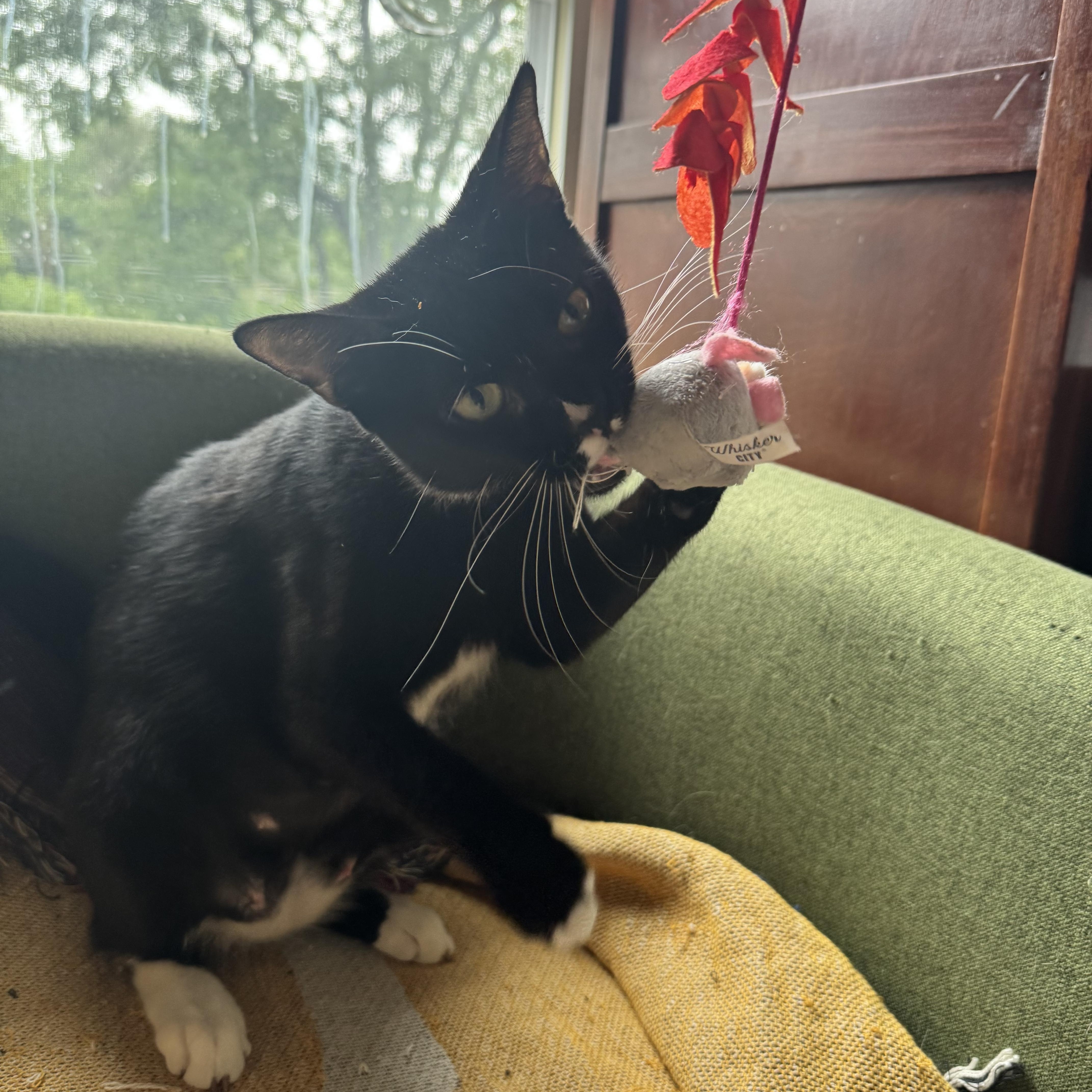Enlarge ROSIE, a Adoptable Domestic Short Hair in Syracuse, NY image 4/4