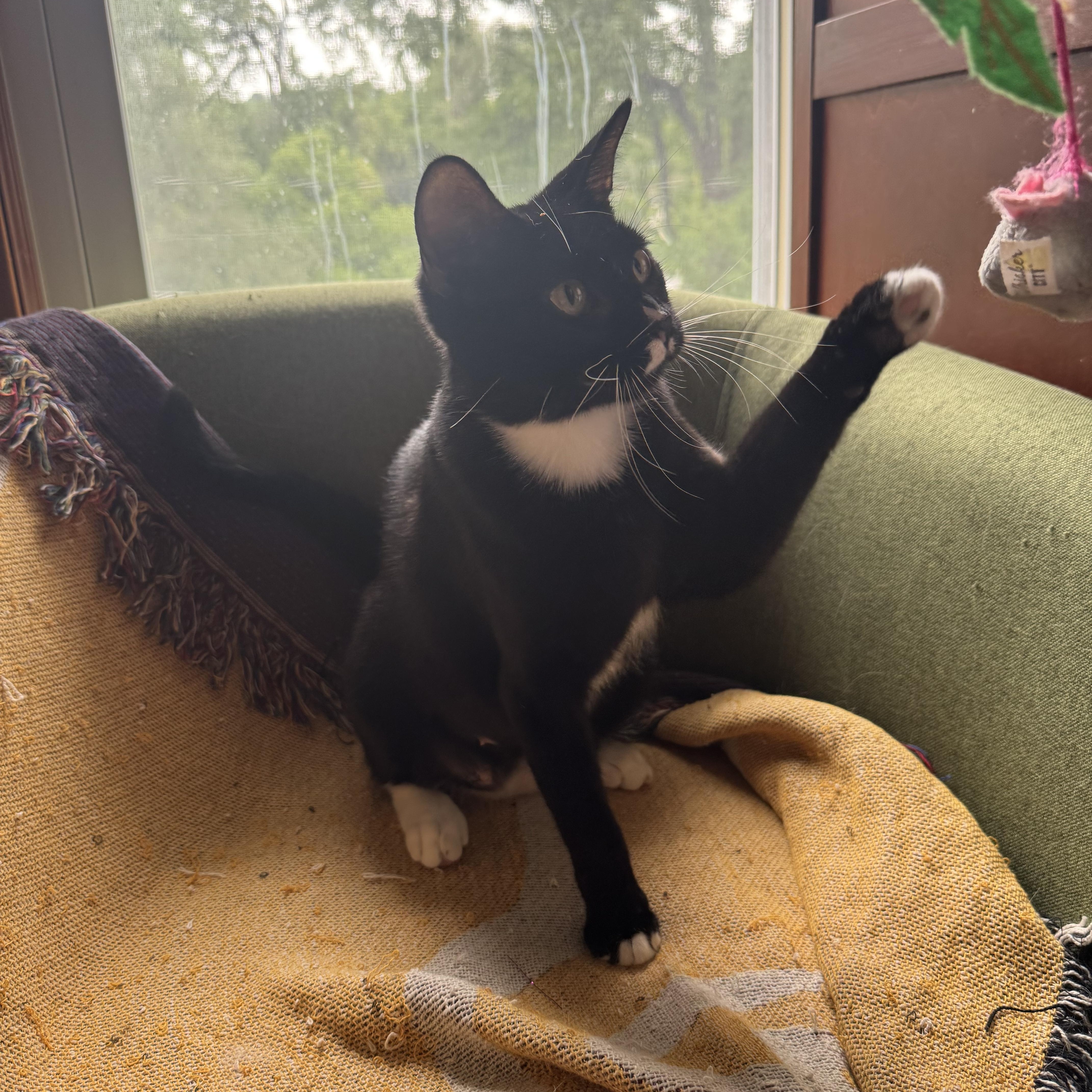 Enlarge ROSIE, a Adoptable Domestic Short Hair in Syracuse, NY image 2/4