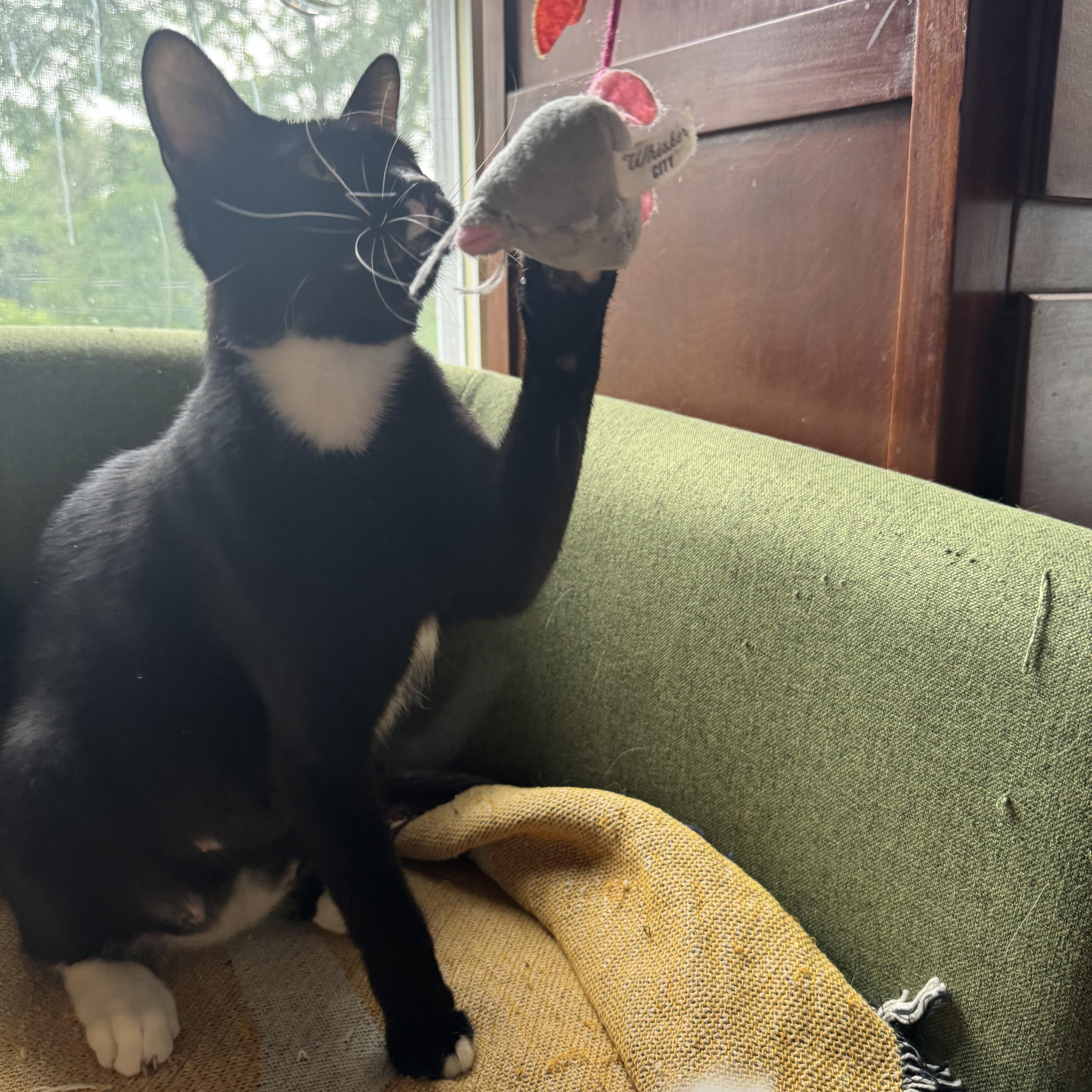 Enlarge ROSIE, a Adoptable Domestic Short Hair in Syracuse, NY image 1/4