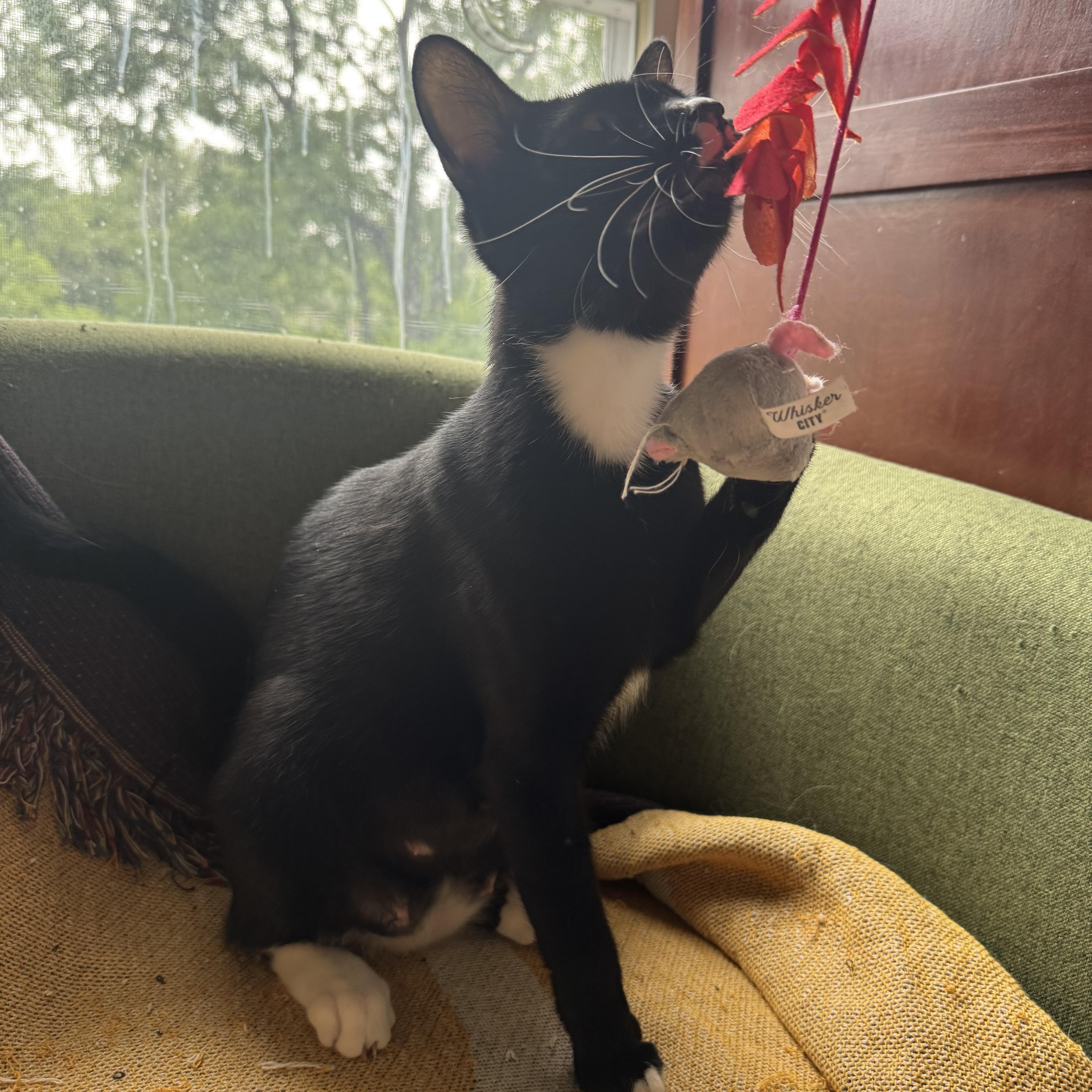 Enlarge ROSIE, a Adoptable Domestic Short Hair in Syracuse, NY image 3/4