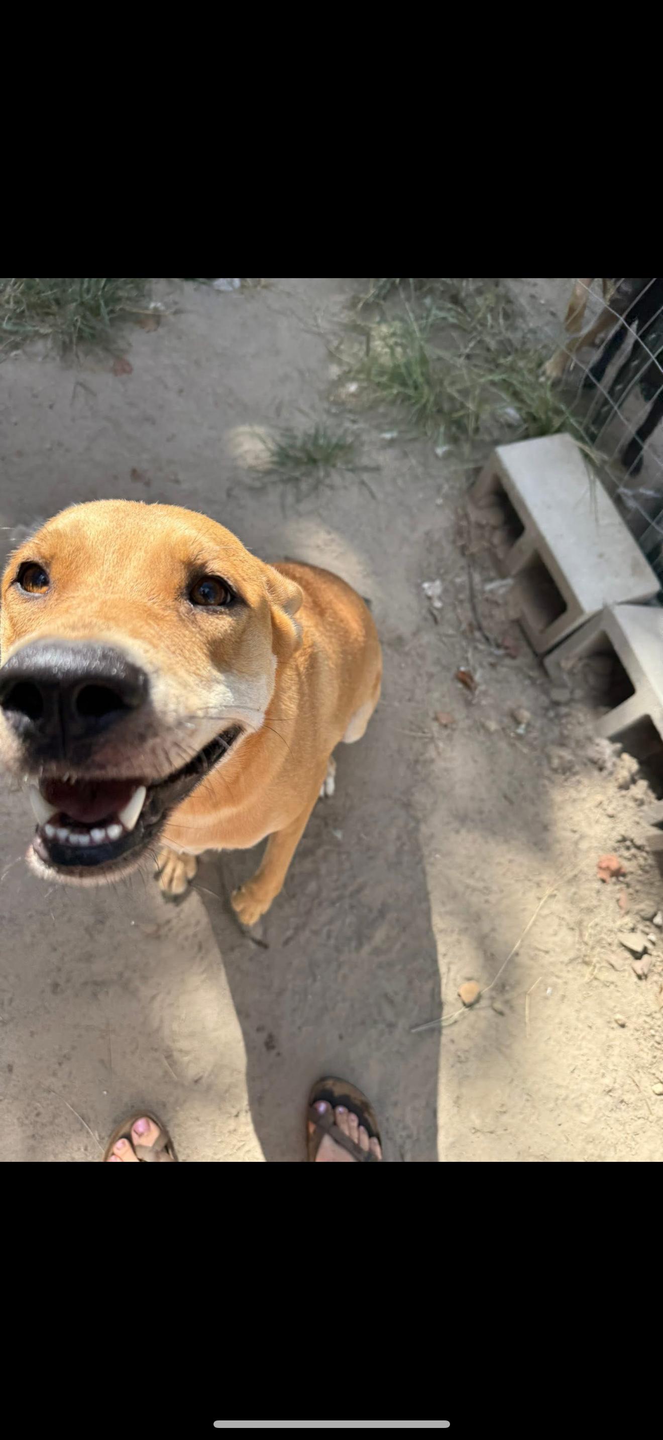 Enlarge Sage, a Adoptable mixed breed in Grand ridge, FL image 2/5