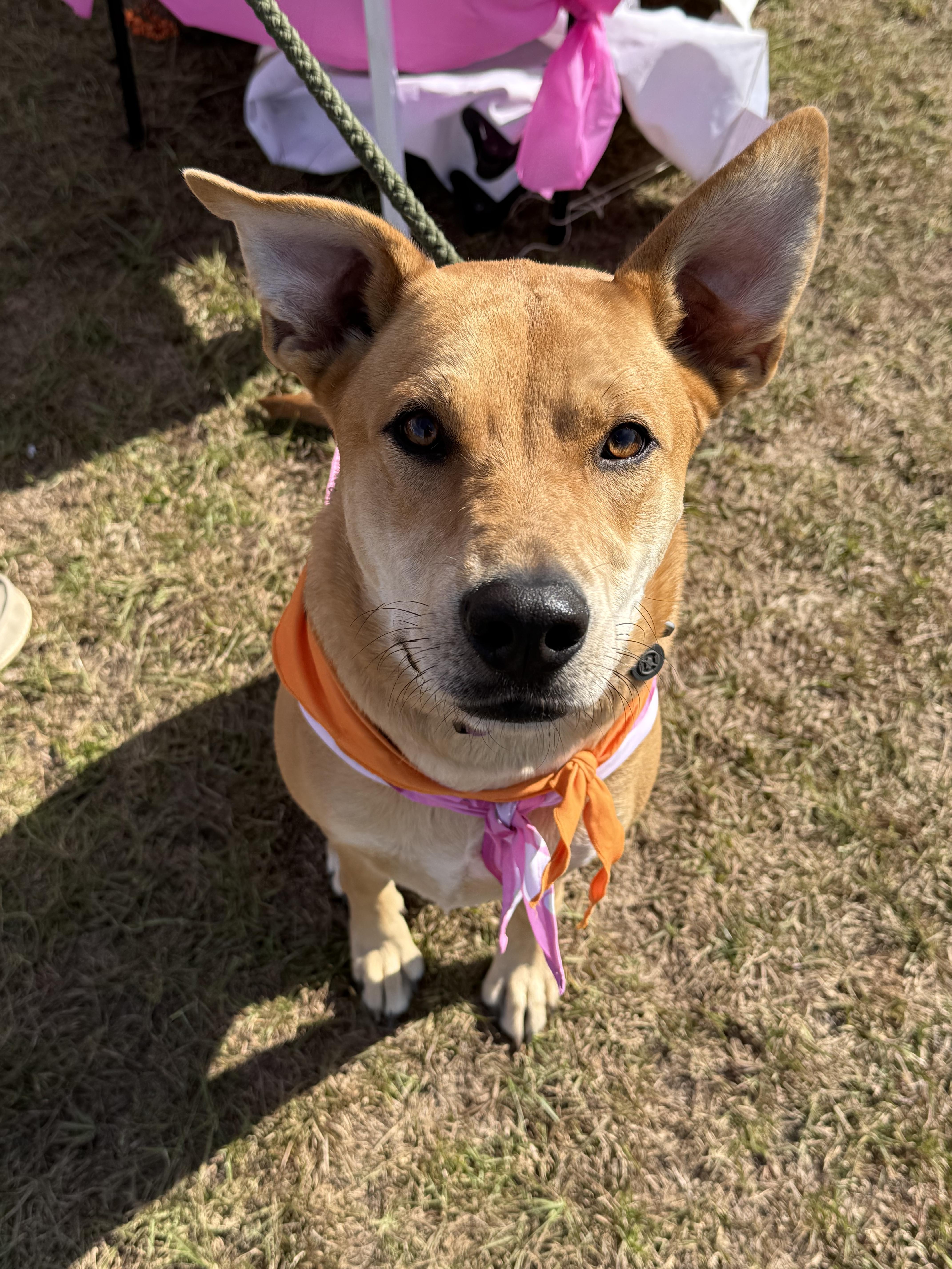Enlarge Sage, a Adoptable mixed breed in Grand ridge, FL image 3/5