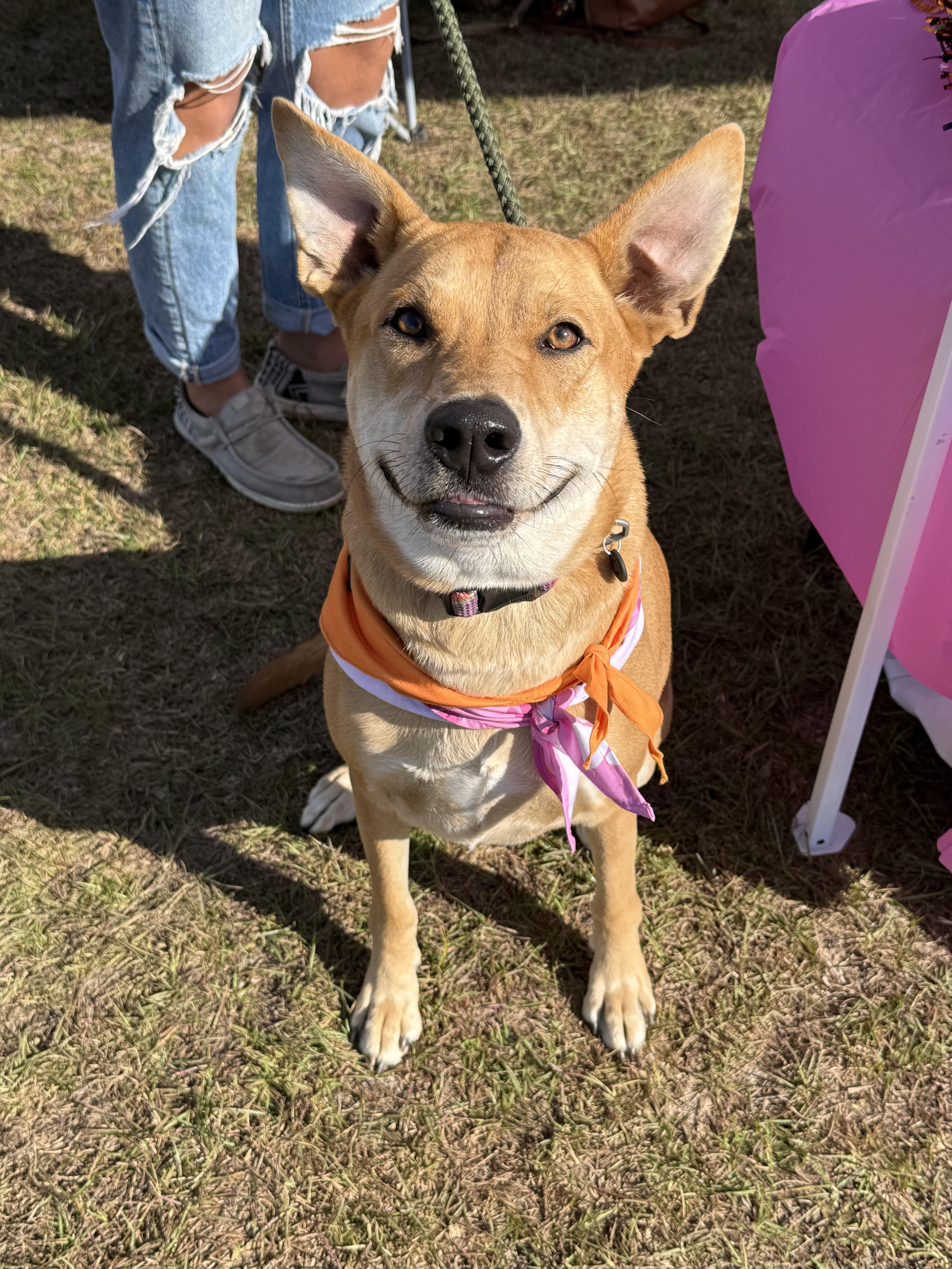 Enlarge Sage, a Adoptable mixed breed in Grand ridge, FL image 5/5