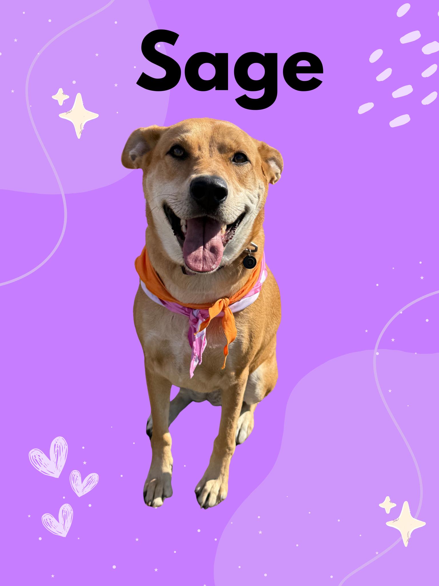 Enlarge Sage, a Adoptable mixed breed in Grand ridge, FL image 1/5
