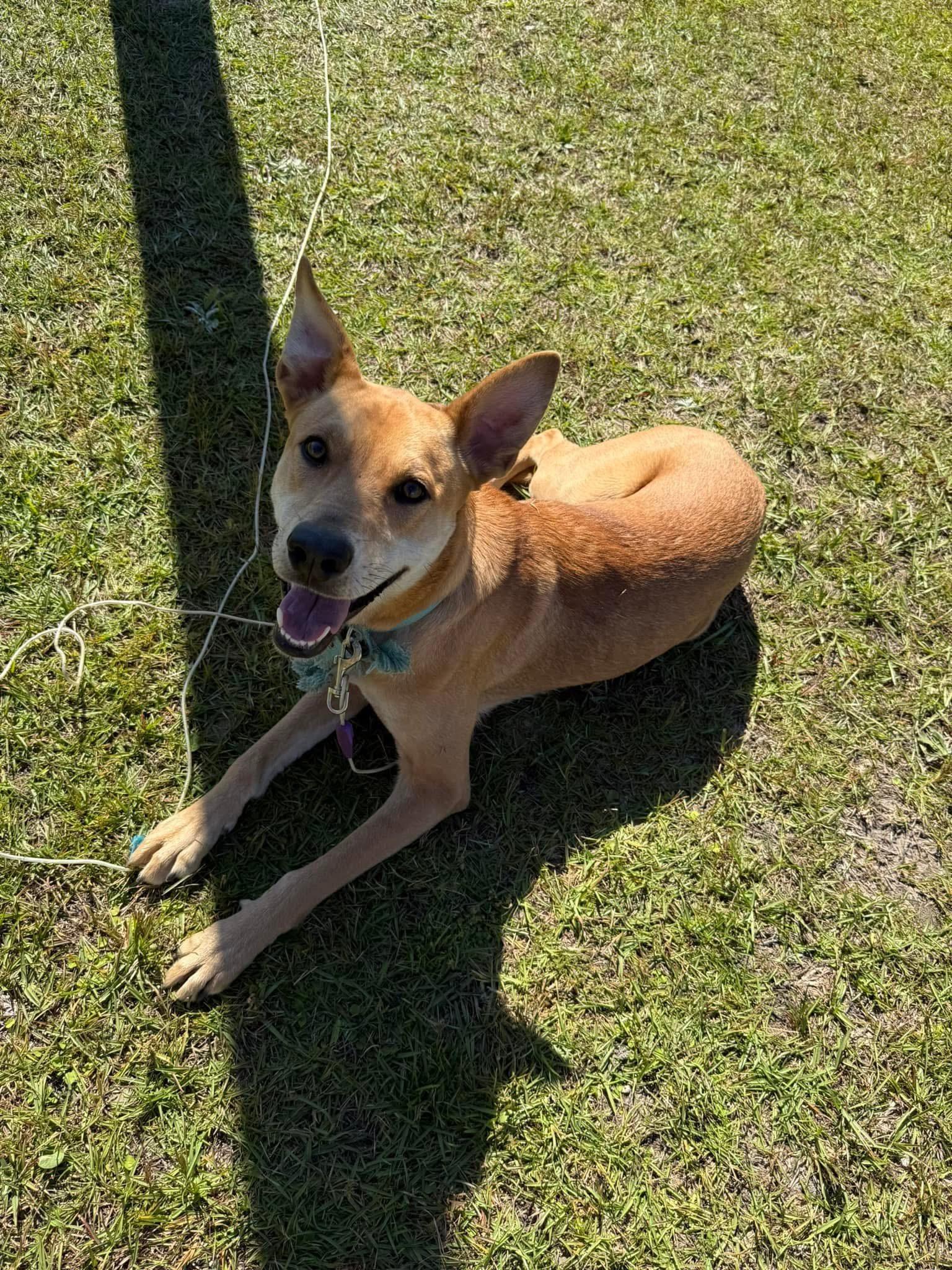 Enlarge Sage, a Adoptable mixed breed in Grand ridge, FL image 4/5