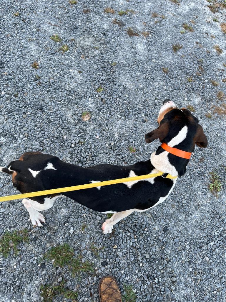 Mars, Adoptable, Adult Male Terrier.