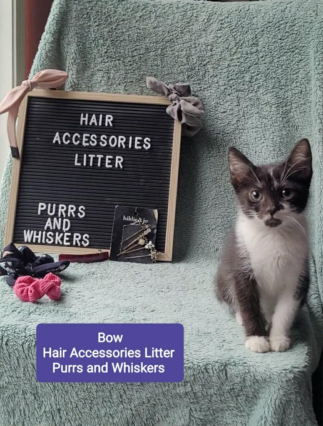 Bow, Adoptable, Kitten Female Domestic Short Hair.