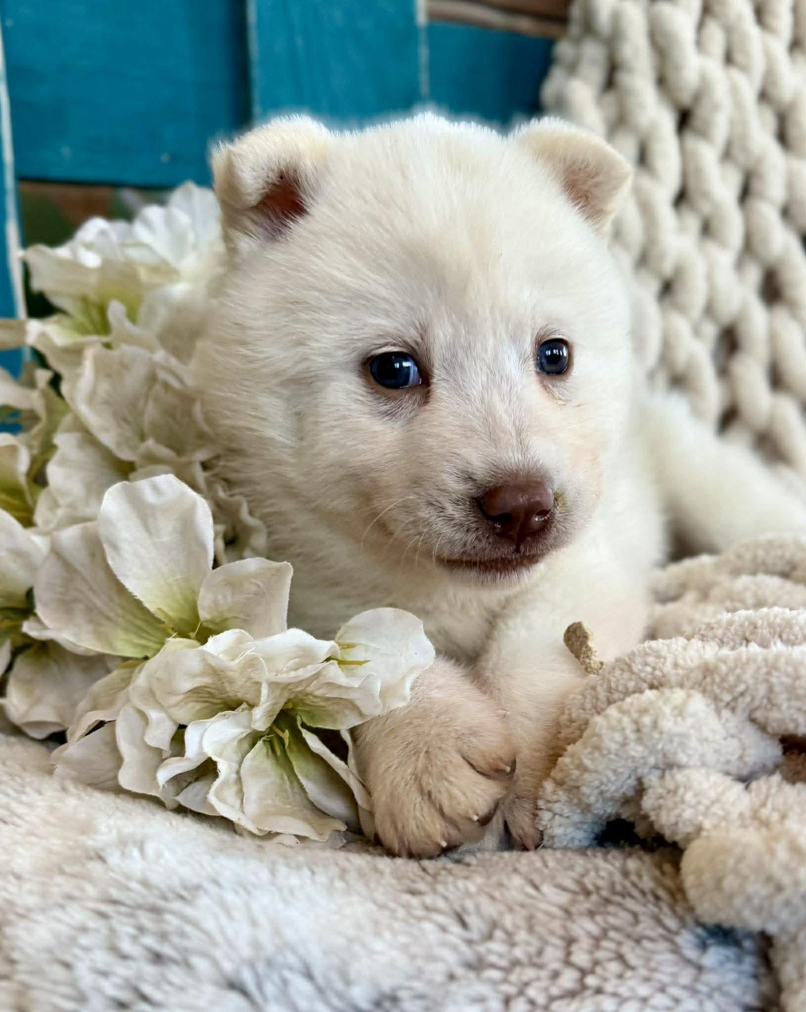 Whisper Woofington , ADOPTABLE, Puppy Female Chow Chow & American Eskimo Dog.