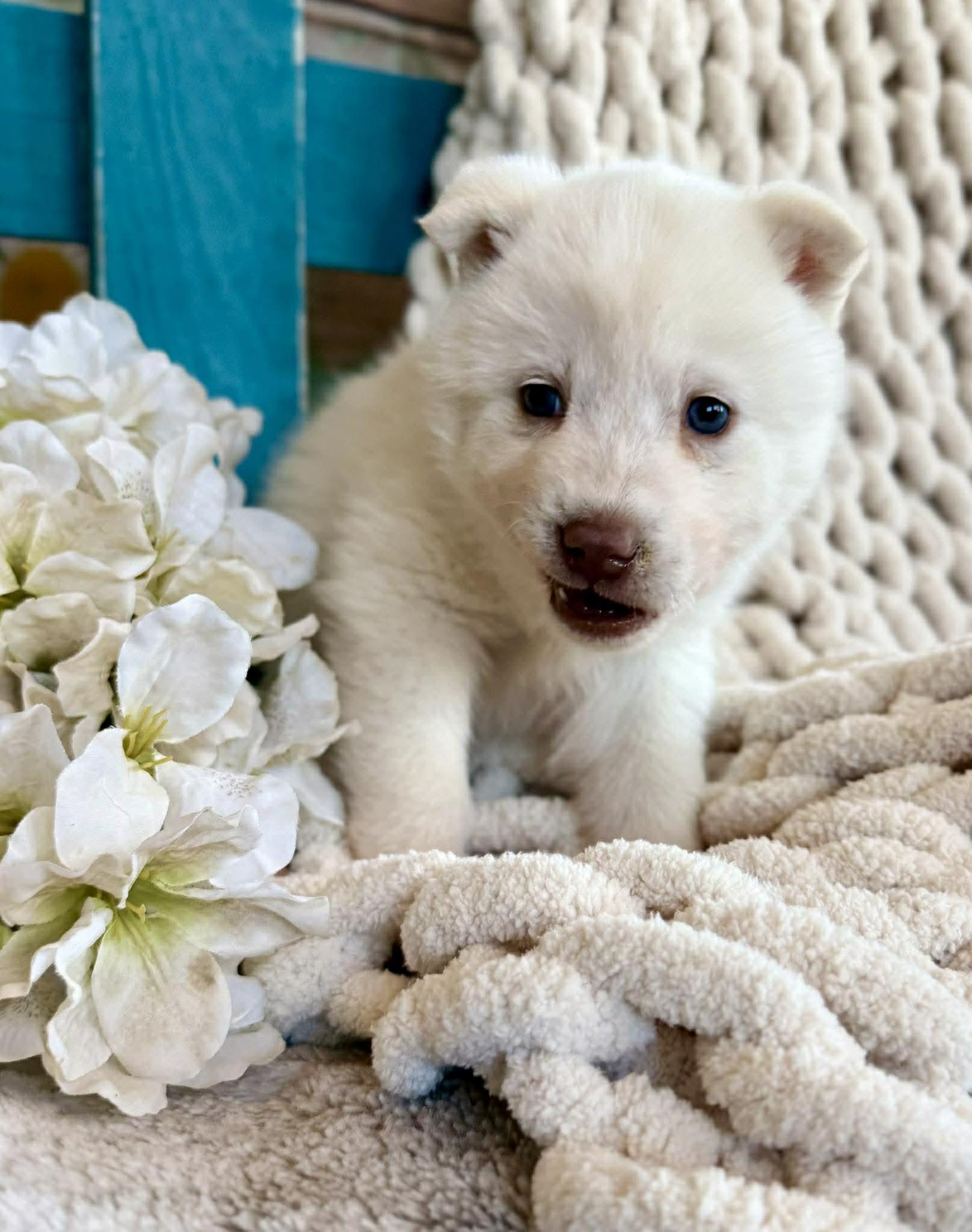 Enlarge Whisper Woofington , a ADOPTABLE mixed breed in Kiowa, OK image 3/6