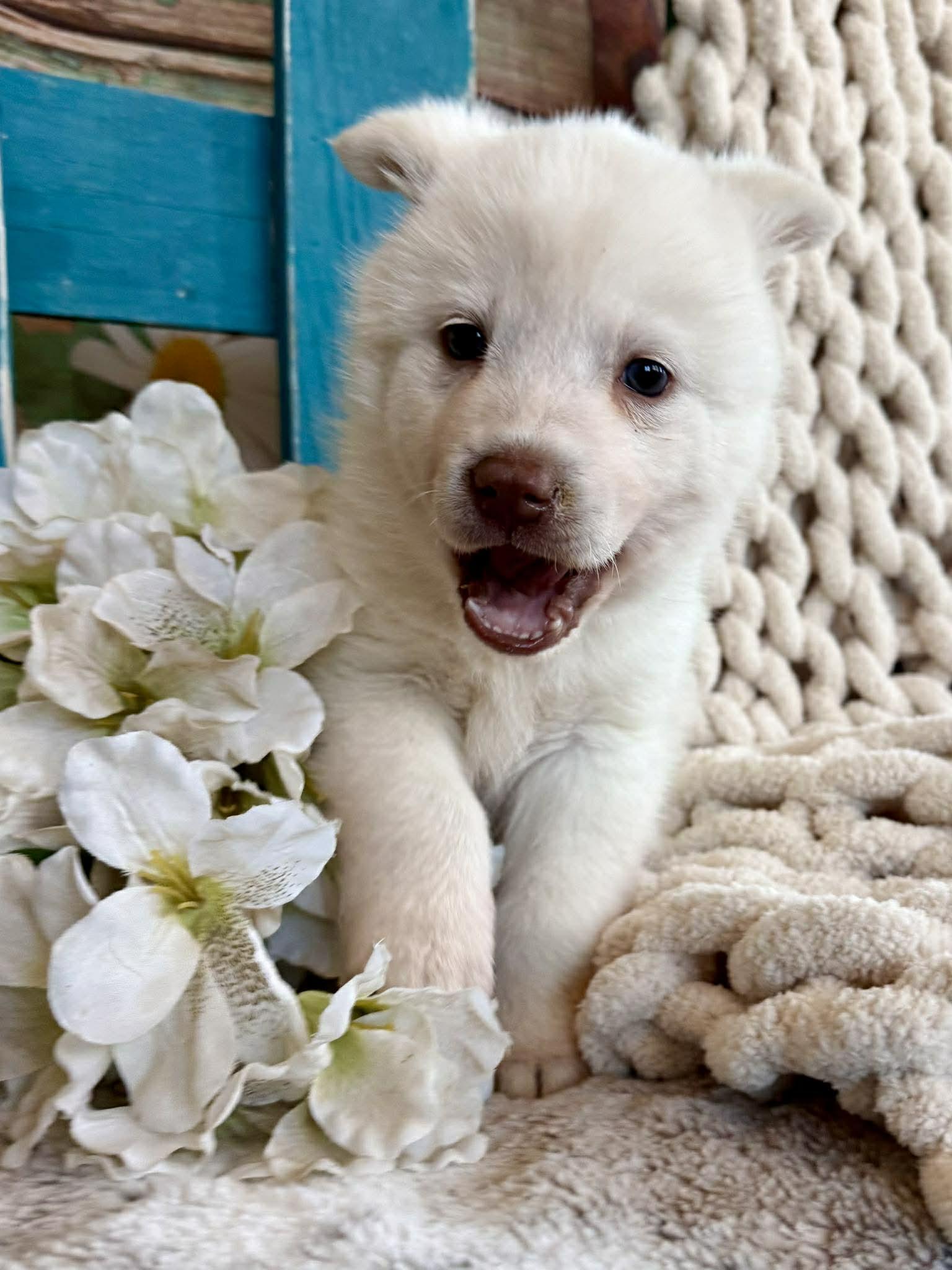 Enlarge Whisper Woofington , a ADOPTABLE mixed breed in Kiowa, OK image 2/6