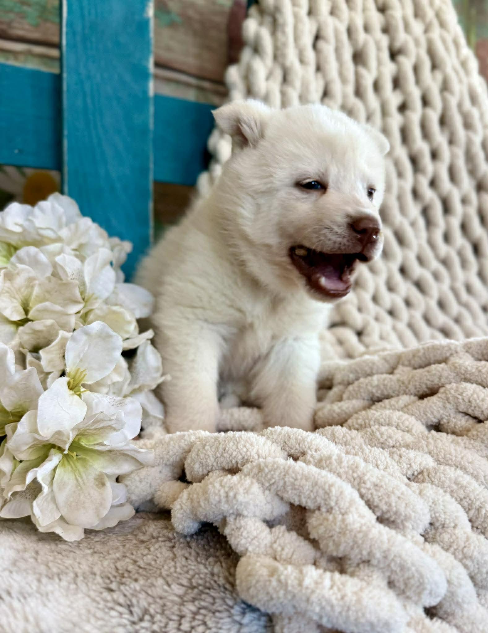 Enlarge Whisper Woofington , a ADOPTABLE mixed breed in Kiowa, OK image 6/6