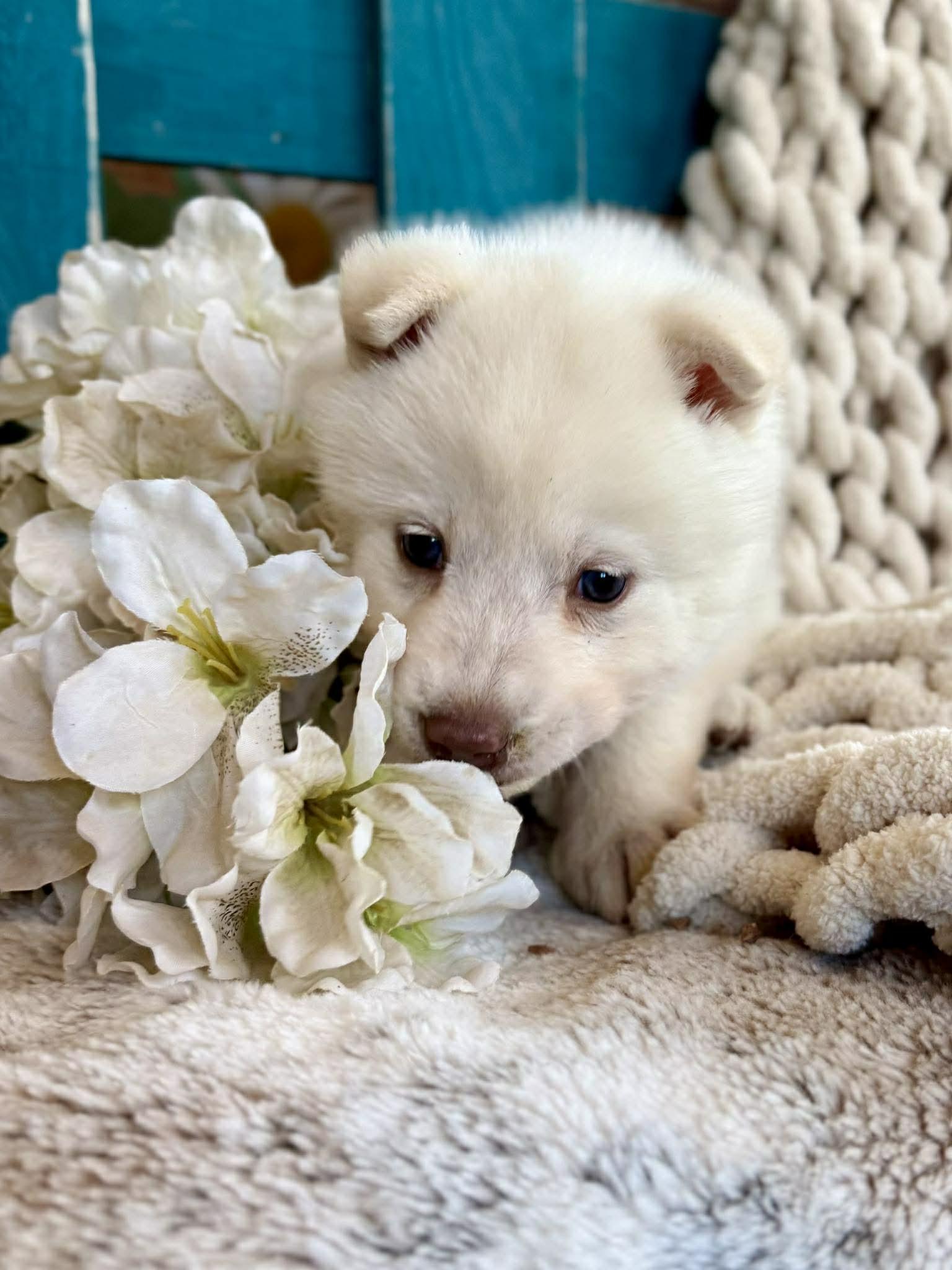 Enlarge Whisper Woofington , a ADOPTABLE mixed breed in Kiowa, OK image 4/6