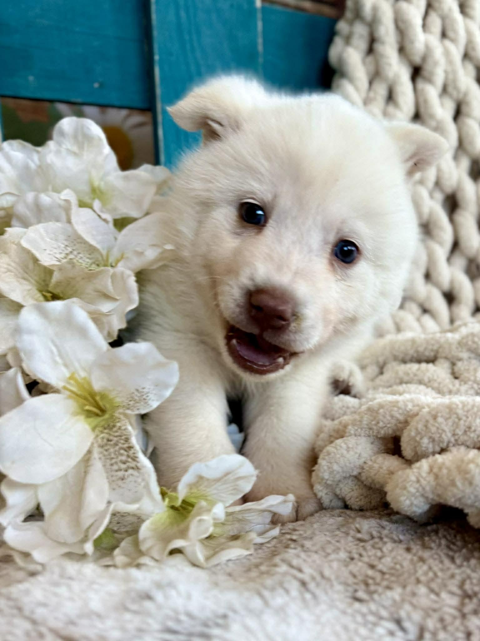 Enlarge Whisper Woofington , a ADOPTABLE mixed breed in Kiowa, OK image 5/6