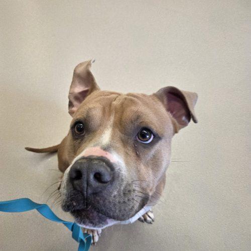 Enlarge Tron, a Adoptable mixed breed in Grand Junction, CO image 1/5