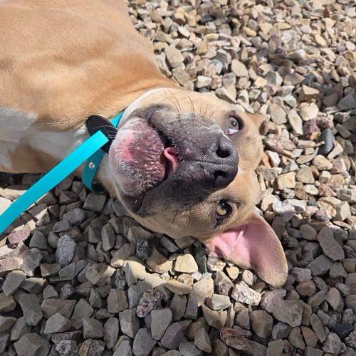 Enlarge Tron, a Adoptable mixed breed in Grand Junction, CO image 2/5